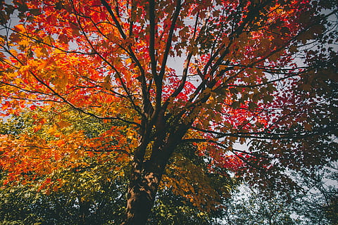 low angle view of yellow and red tree, maple tree, autumn, day HD wallpaper
