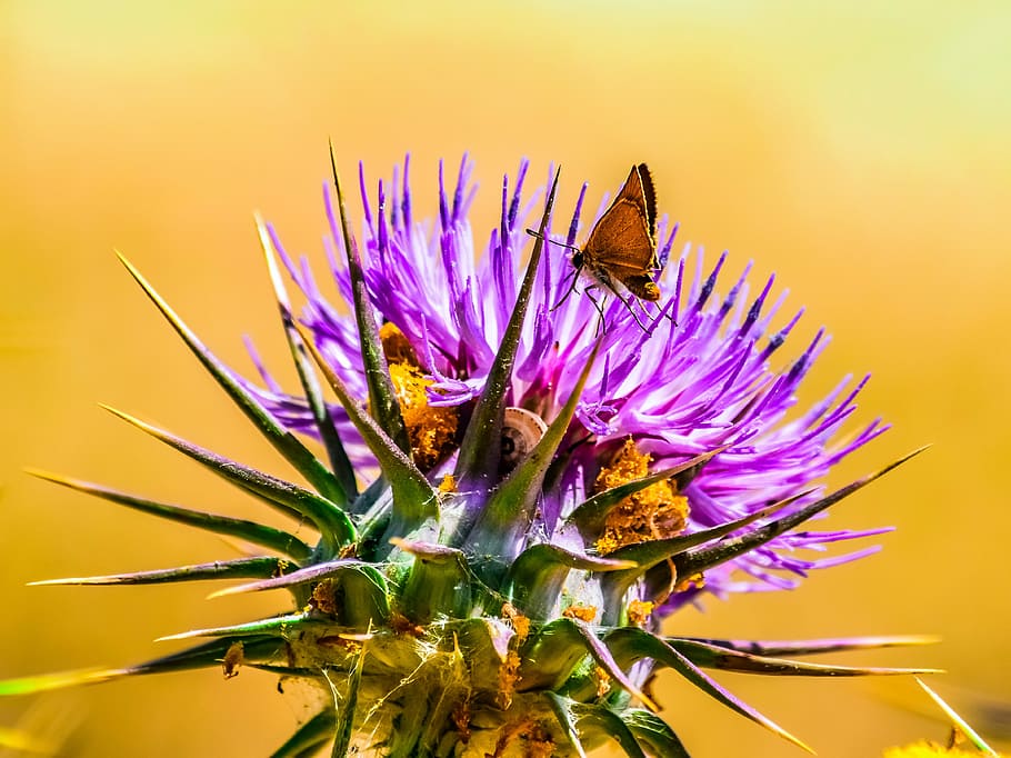 nature, flora, flower, spring, closeup, thistle, blooming, spine HD wallpaper