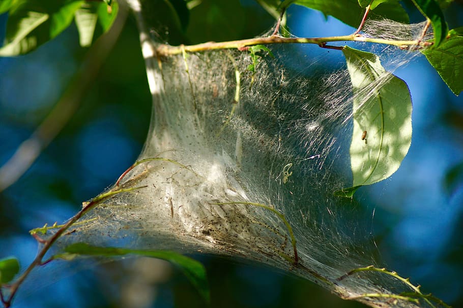 nature, hotbed, silk, tissue, track, plant, tree, close-up HD wallpaper
