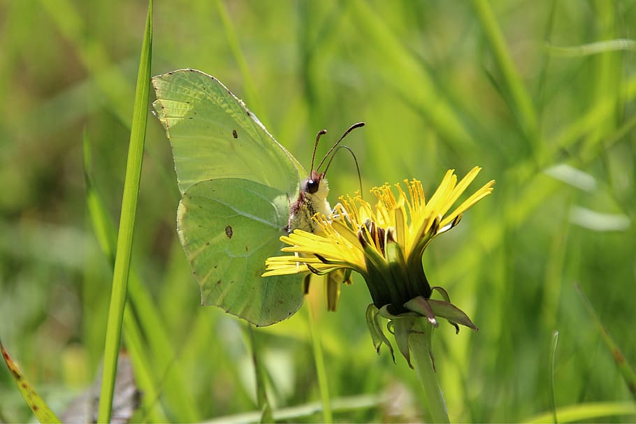 spring, butterfly, flower, grass, bug, dandelion, citroentje HD wallpaper