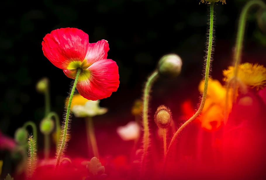 depth of field photography of red petaled flower, flowers, plants HD wallpaper