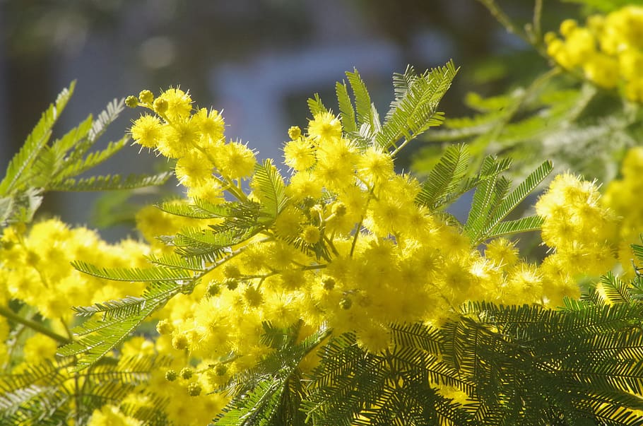 mimosa, flowers, yellow, 8 march, yellow flower, plant, beauty in nature, HD wallpaper
