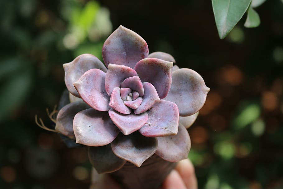 nature, flora, leaf, flower, color, plant, growth, flowering plant HD wallpaper