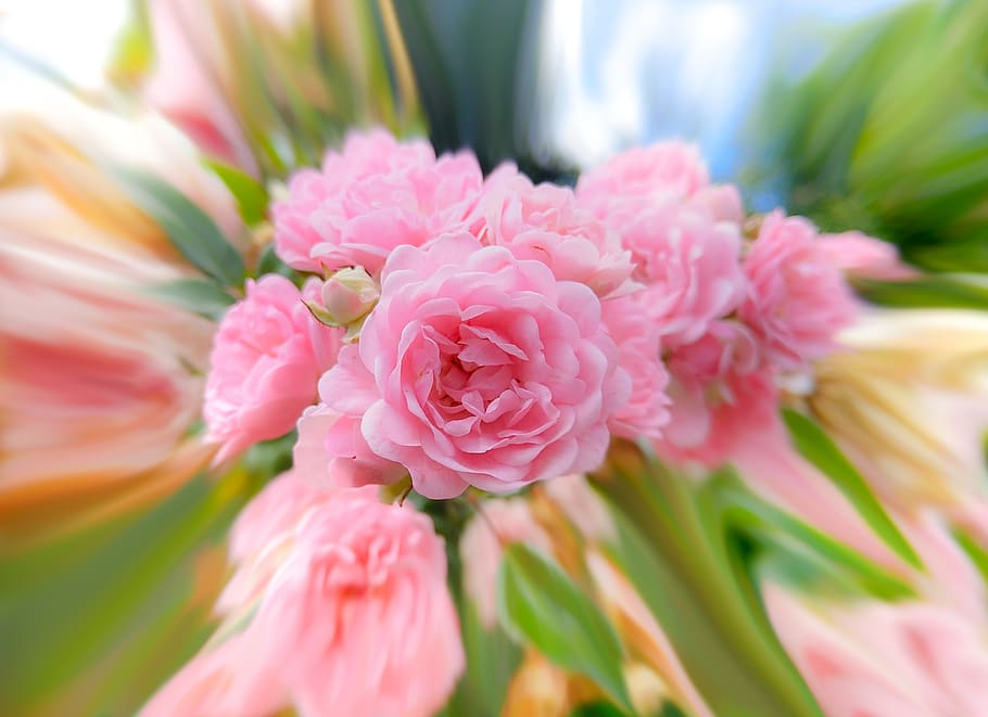 warp, rose, pink, effect, distortion, bloom, nature, love, blossom HD wallpaper