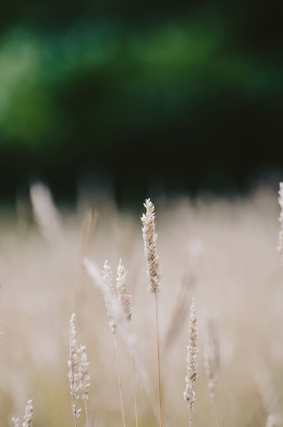 shallow focus photography of white flowers, depth photography of white leaf plants HD wallpaper