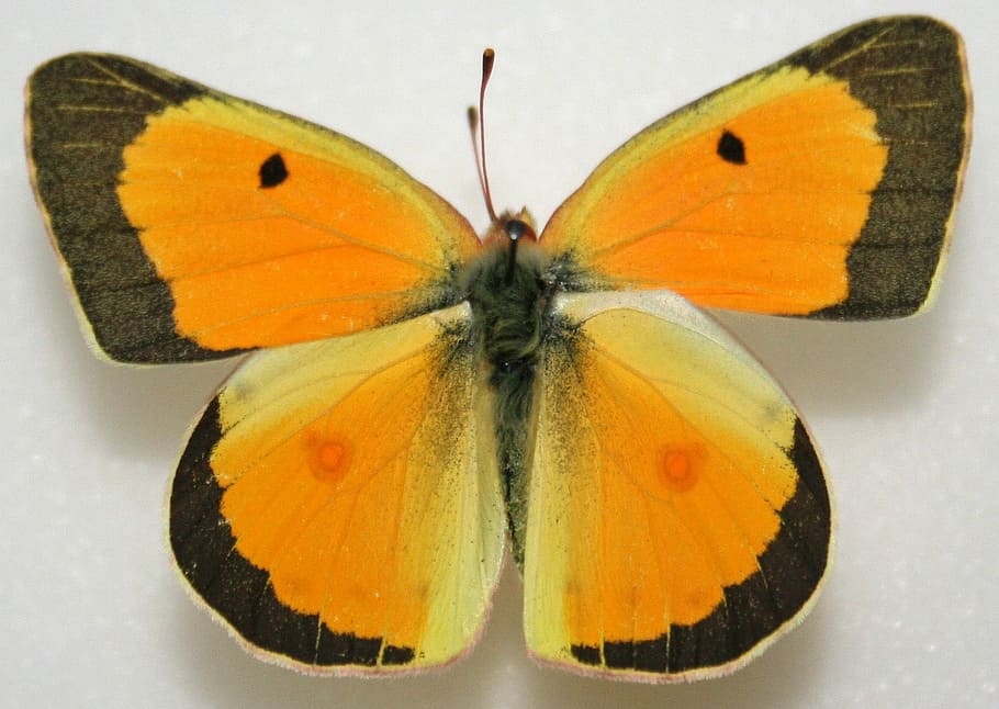 Male Orange Sulphur, Colias eurytheme, bug, butterfly, flying HD wallpaper