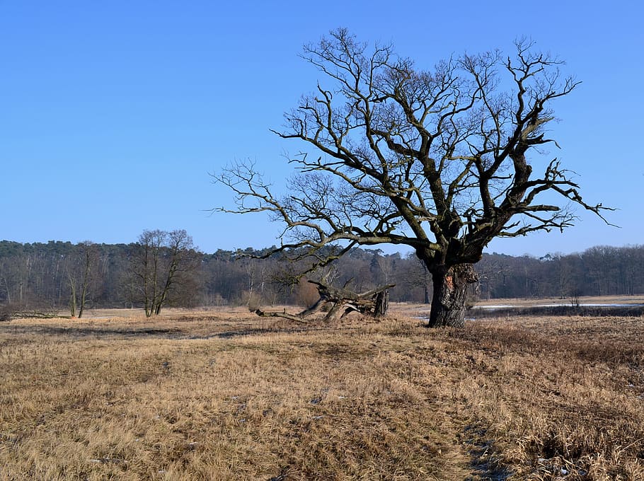 nature, tree, landscape, plant, environment, sky, no people HD wallpaper