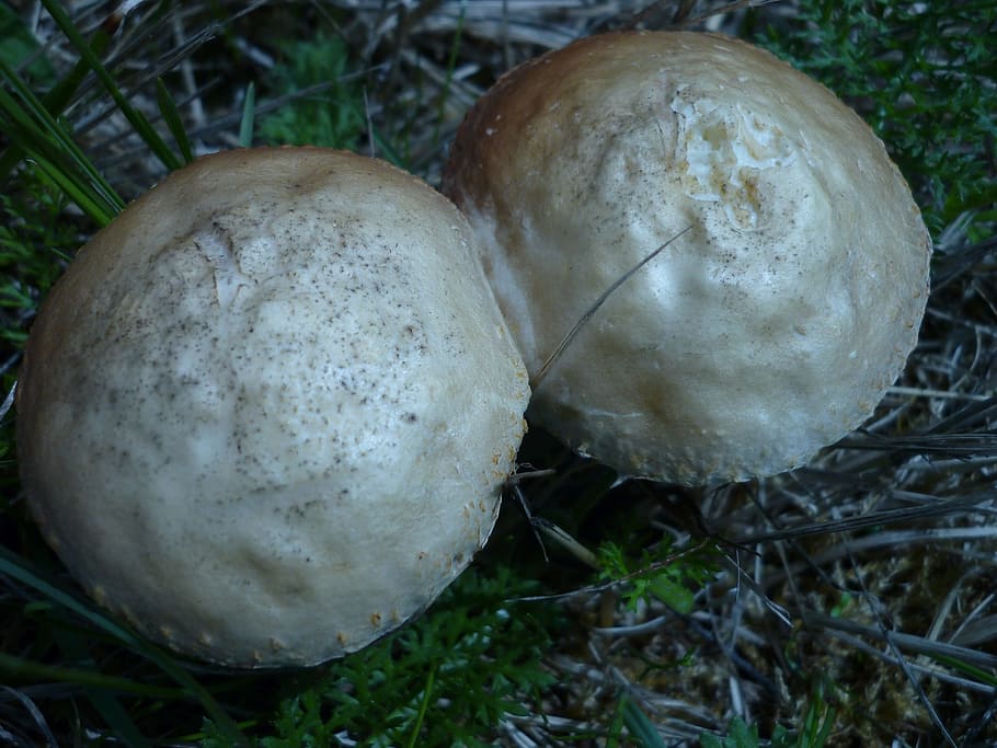mushroom, agaric, white, heads, black-and-brown leaves, under the hat HD wallpaper
