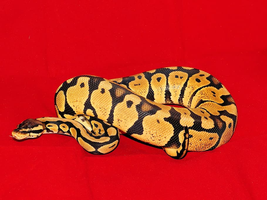 constrictor, koenigsphyton, snake, pastel morph, female, animal, HD wallpaper