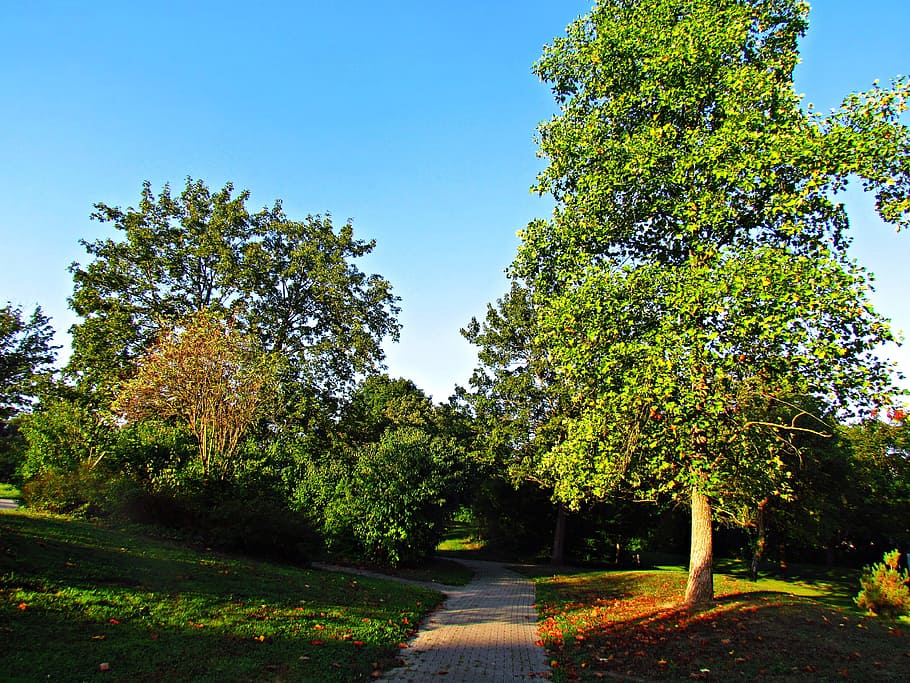 park, autumn, tree, foliage, spacer, nature, alley, plant, growth HD wallpaper