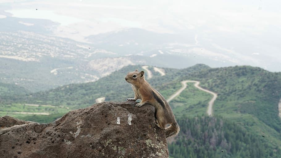 Mountain Squirrel, squirrel on rock during daytime, chipmonk HD wallpaper
