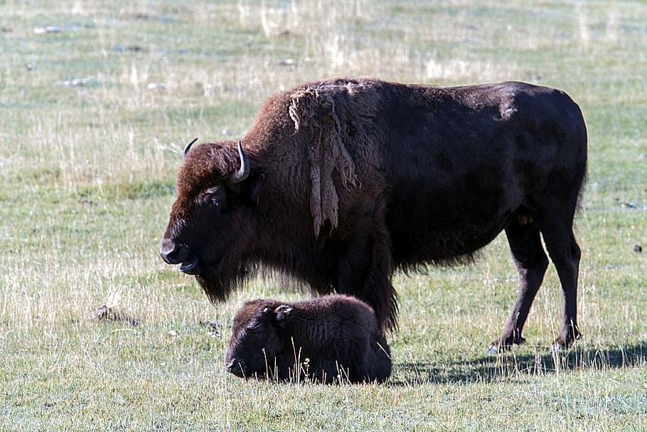 Yellowstone National Park, Wyoming, Usa, bison, buffalo, animal, HD wallpaper