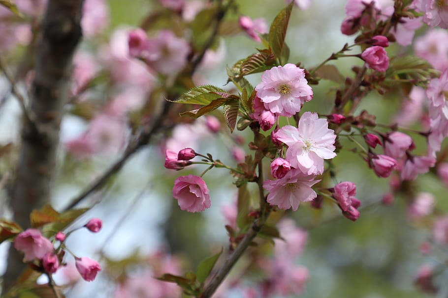 spring, sakura, cherry, bloom, pink, tree, branch, flowers HD wallpaper