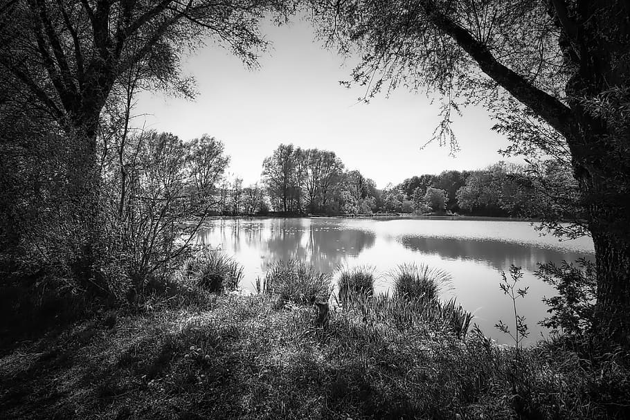 tree, nature, waters, reflection, lake, pond, landscape, river HD wallpaper