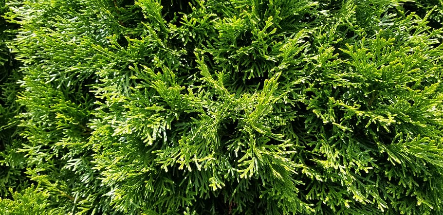 green, natura, tree, leaf, green color, plant, growth, plant part HD wallpaper