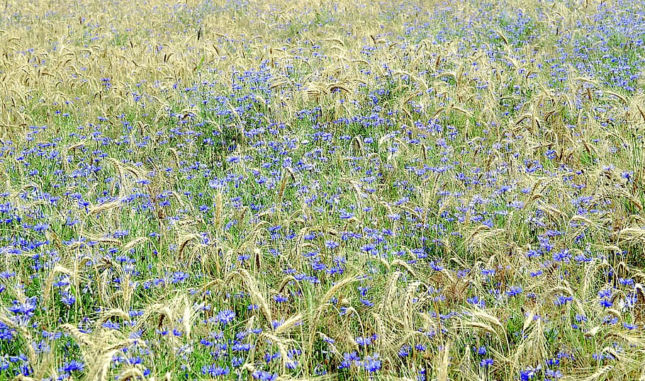 cornflower, bluebottle, field, rye, wheat, the background, green HD wallpaper
