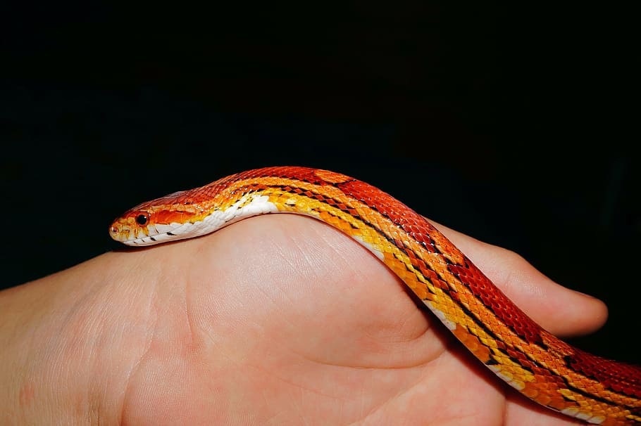 snake, corn snake, reptile, scale, orange, creature, hand, one animal HD wallpaper