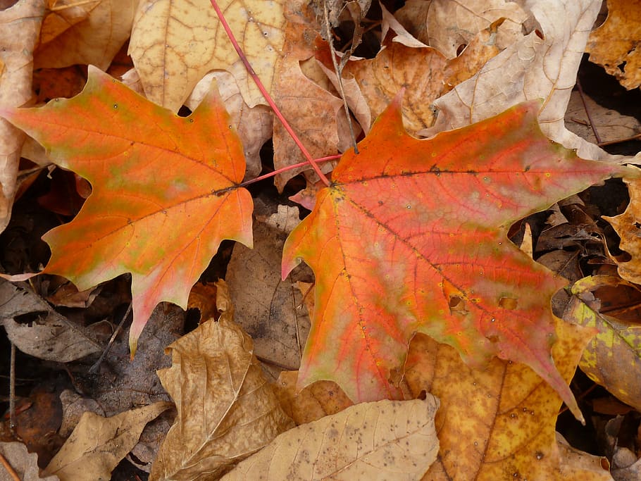 maple, leaves, fall, leaf, autumn, color, forest, fallen, orange HD wallpaper