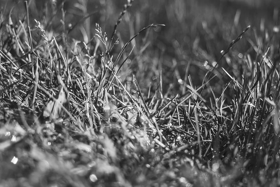 pasture, grass, herbage, field, nature, plant, natural, botanical HD wallpaper