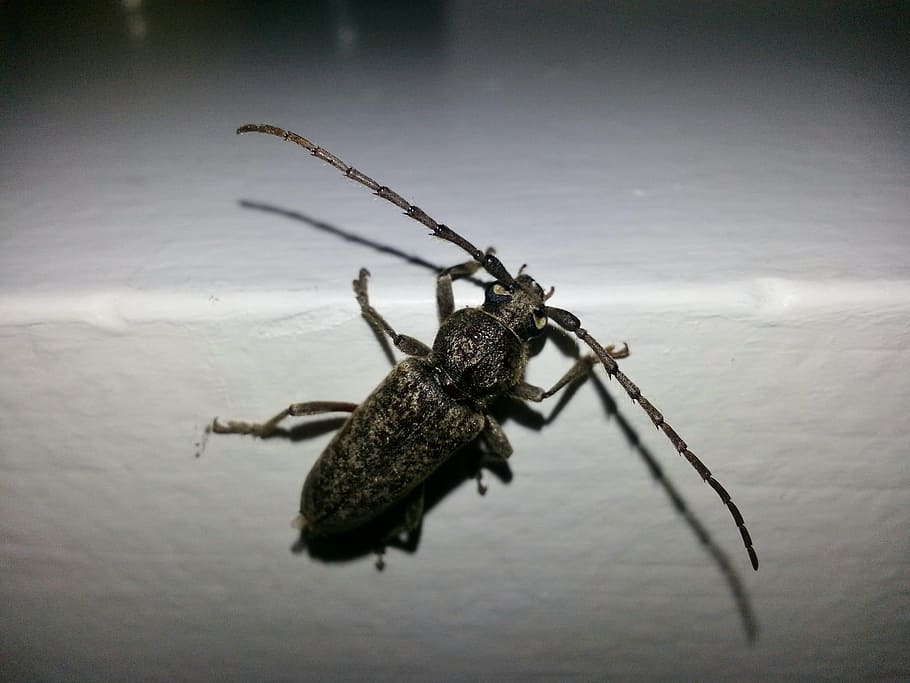 longhorn beetle, longhorn borer, beetles, insect, macro, entomology, HD wallpaper
