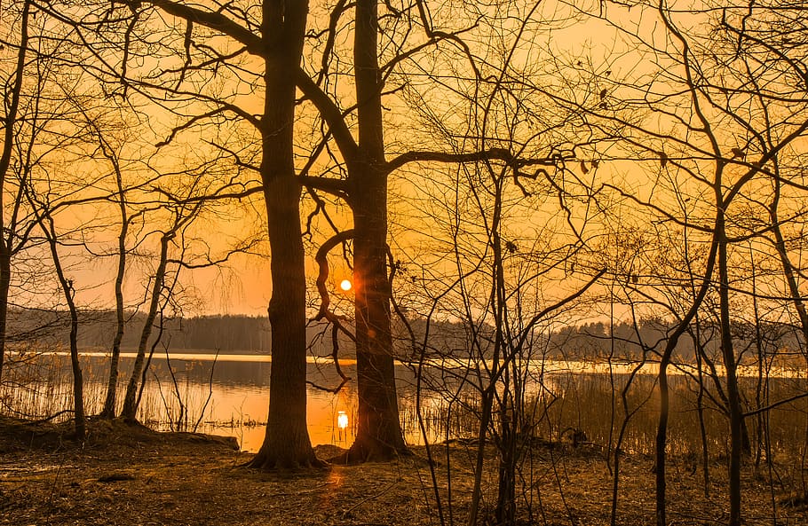 waters, nature, dawn, sunset, tree, beauty in nature, tranquility HD wallpaper