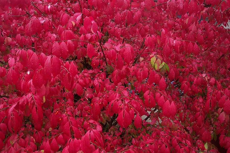 Leaves, Red, Fall, Fall, Color, Season, autumn, foliage, natural HD wallpaper