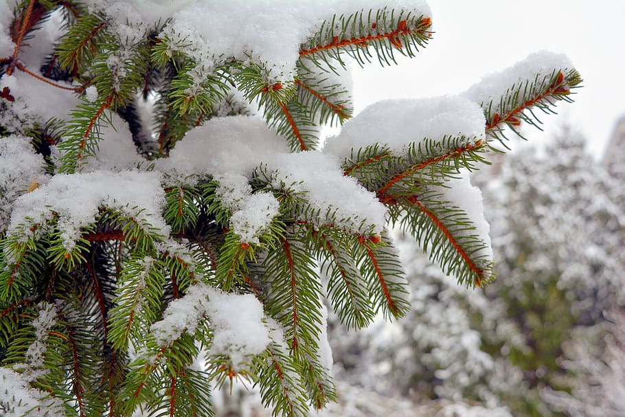 brad, snow, winter, white, green, twigs, cold, christmas, tree HD wallpaper