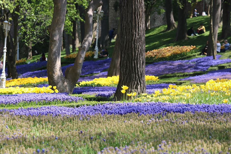 garden, blue, plant, flower, flowering plant, growth, tree HD wallpaper