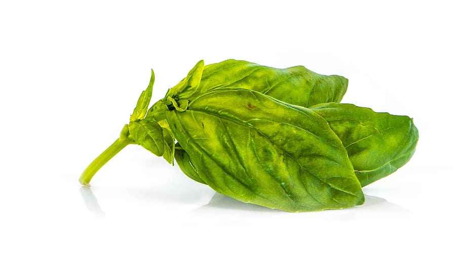 basil, grass, green, vegetable garden, aromatic plant, nature HD wallpaper