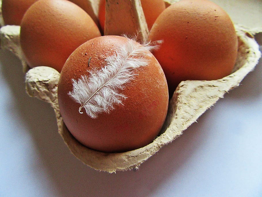 eggs, chicken egg, feather, white feather, box, cardboard, food HD wallpaper