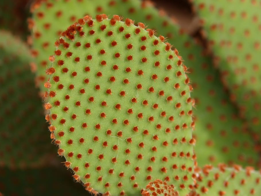 cactus, close-up, green, macro, plant, no people, textured HD wallpaper