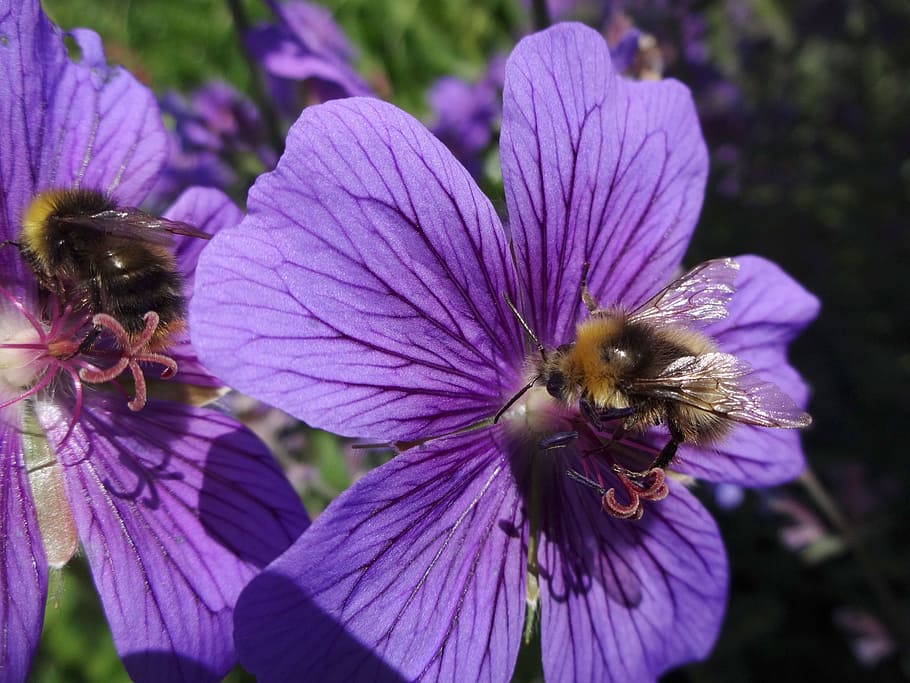 bumble bee, honey bee, bees, insect, geranium, purple flowers HD wallpaper