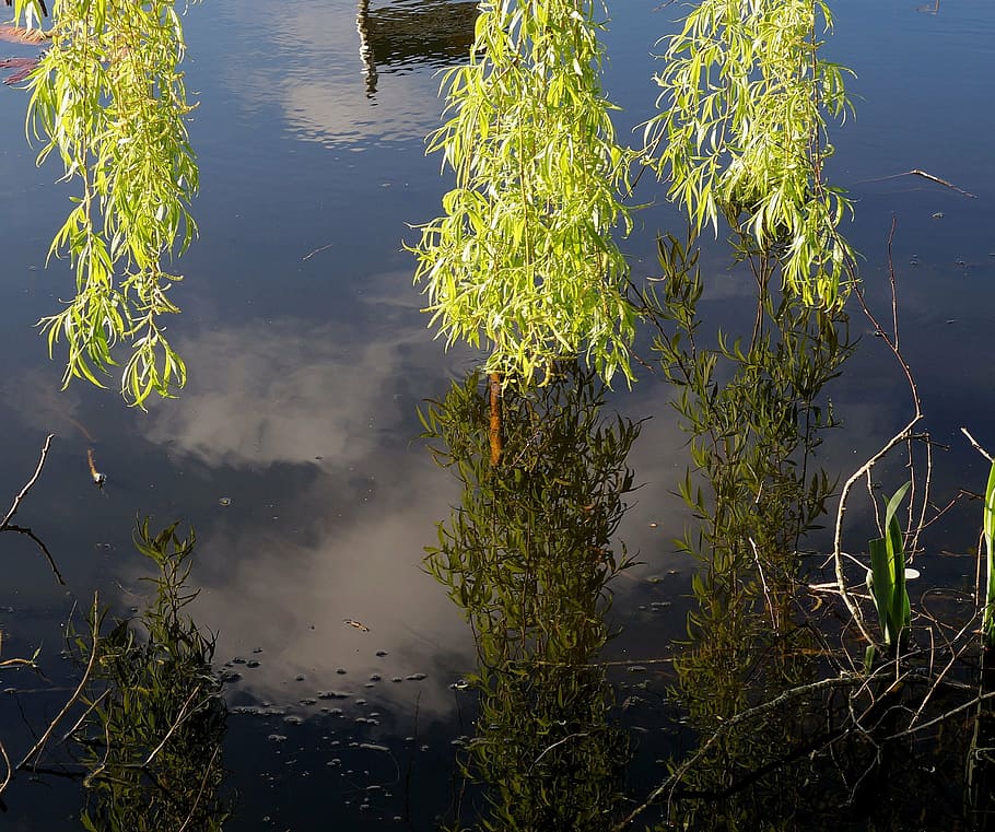 pasture, branches, leaves, green, water, mirroring, reflections HD wallpaper