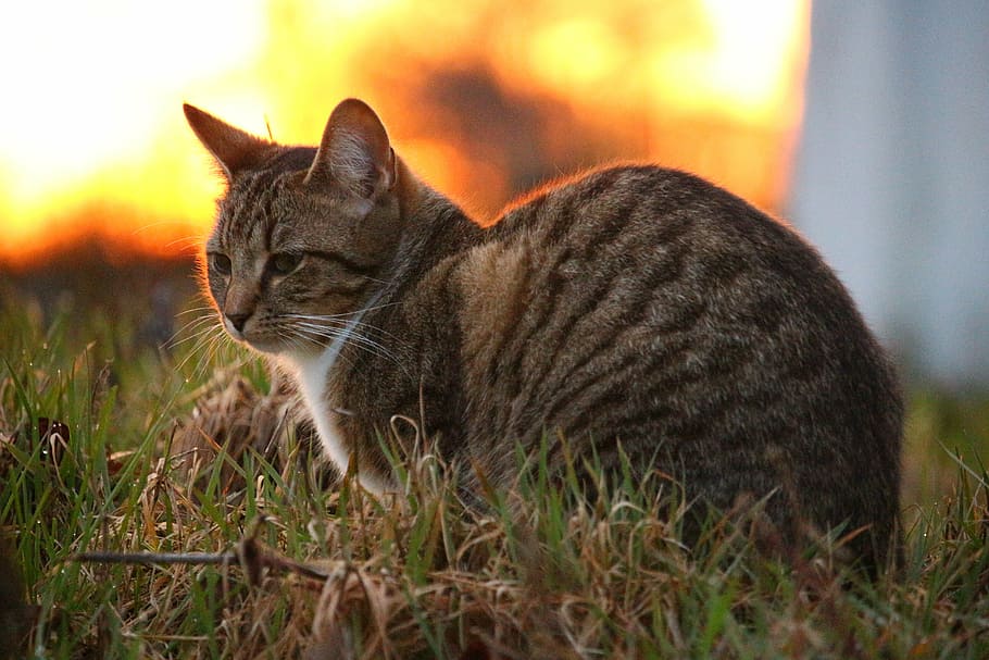 shallow focus photography of brown tabby cat during daytime HD wallpaper