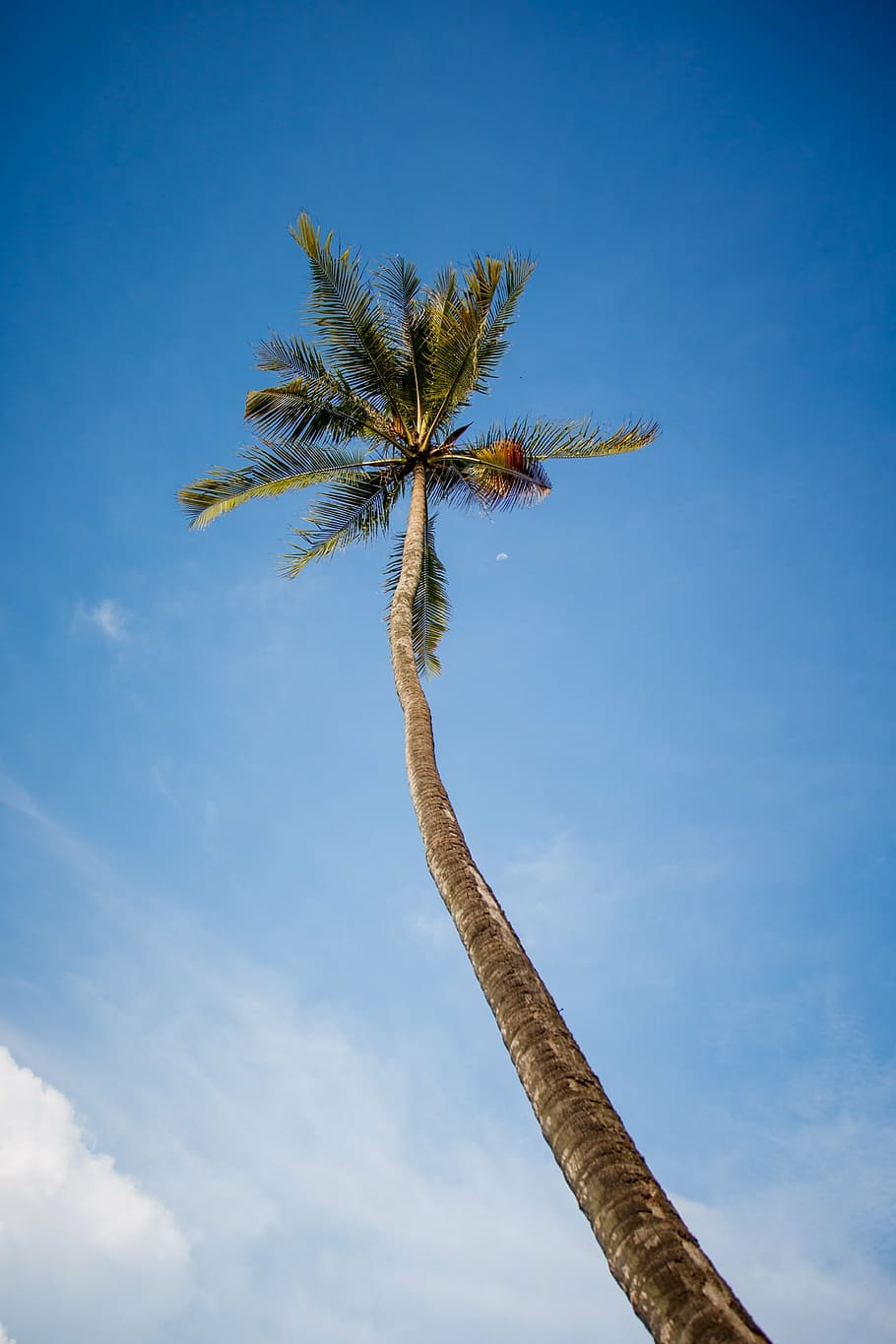 coconut, tree, sky, blue, tall, tropical, low angle view, day HD wallpaper