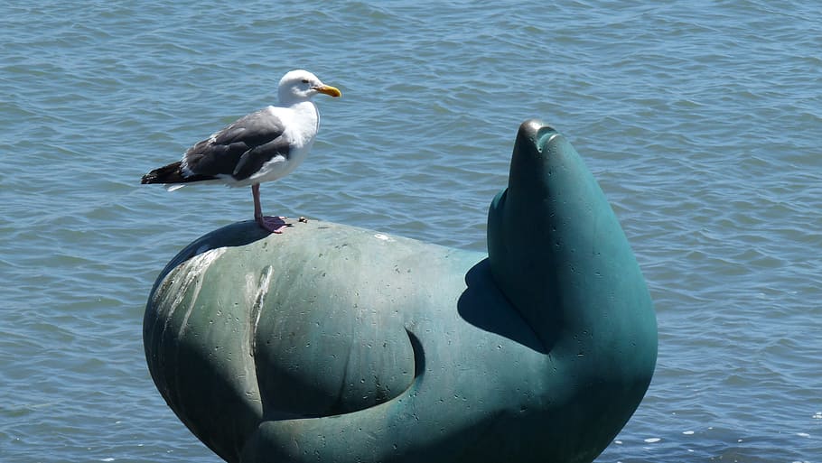 seagull, seal, statue, beach, animal, animal themes, animal wildlife HD wallpaper