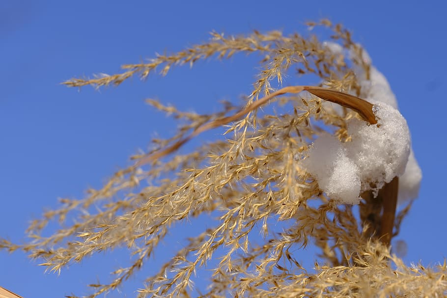 winter, snow, grass, seeds, grass seed, nature, plant, close-up HD wallpaper