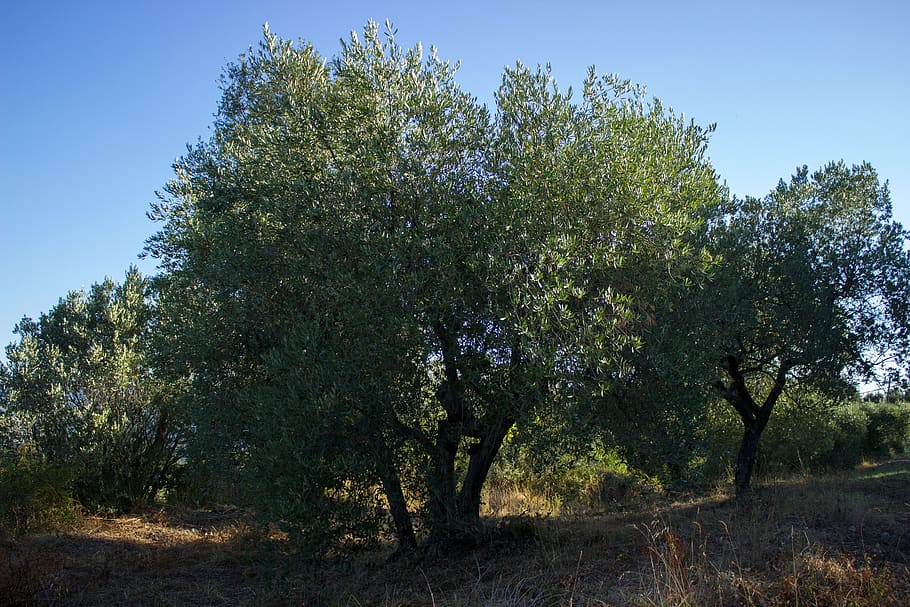 Olive Tree, Agriculture, Italy, Tuscany, olive planting, olive grove HD wallpaper