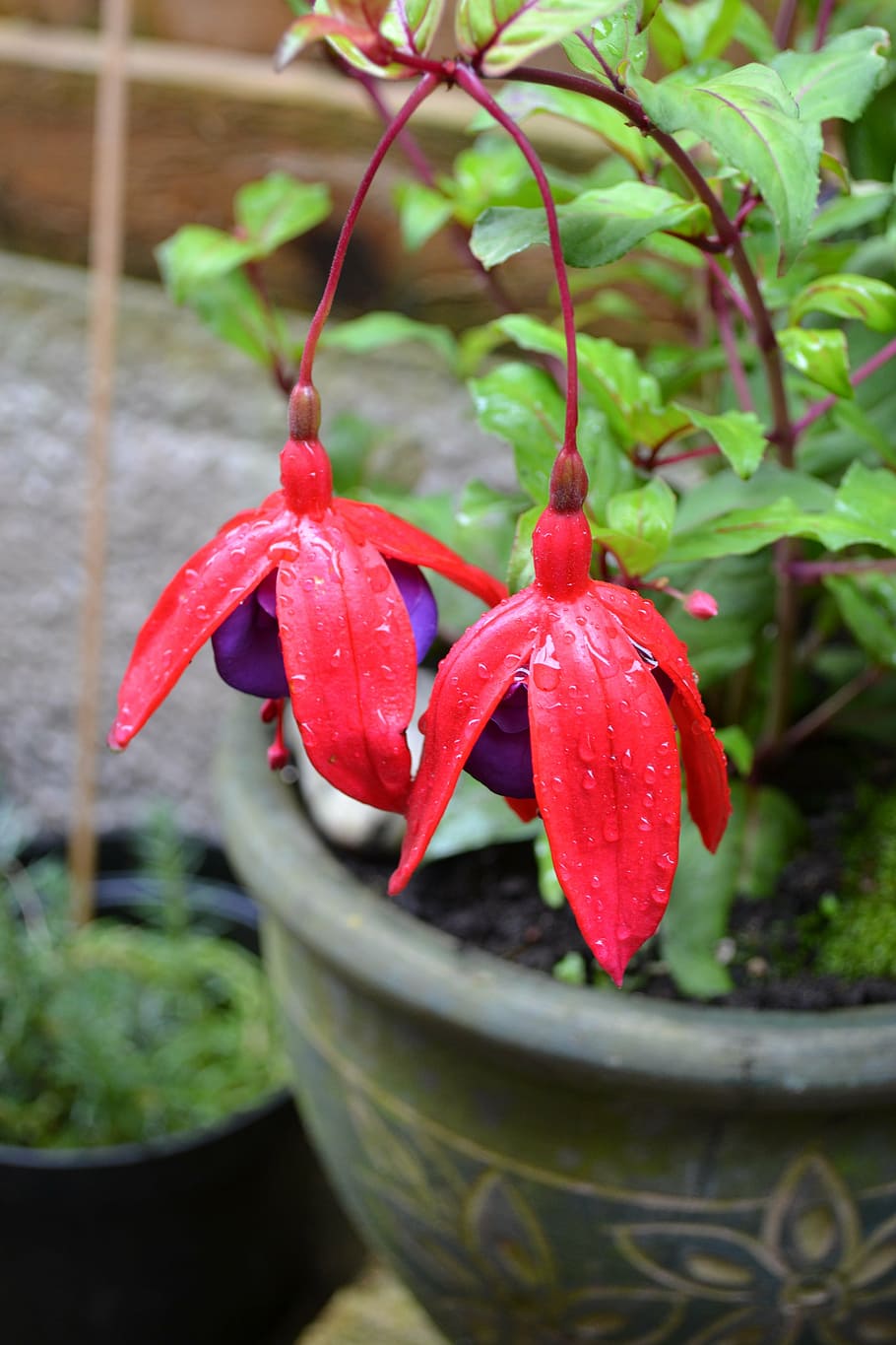 fuchsia, potted plant, woody, hardy, red, purple, dangle, petals, HD wallpaper