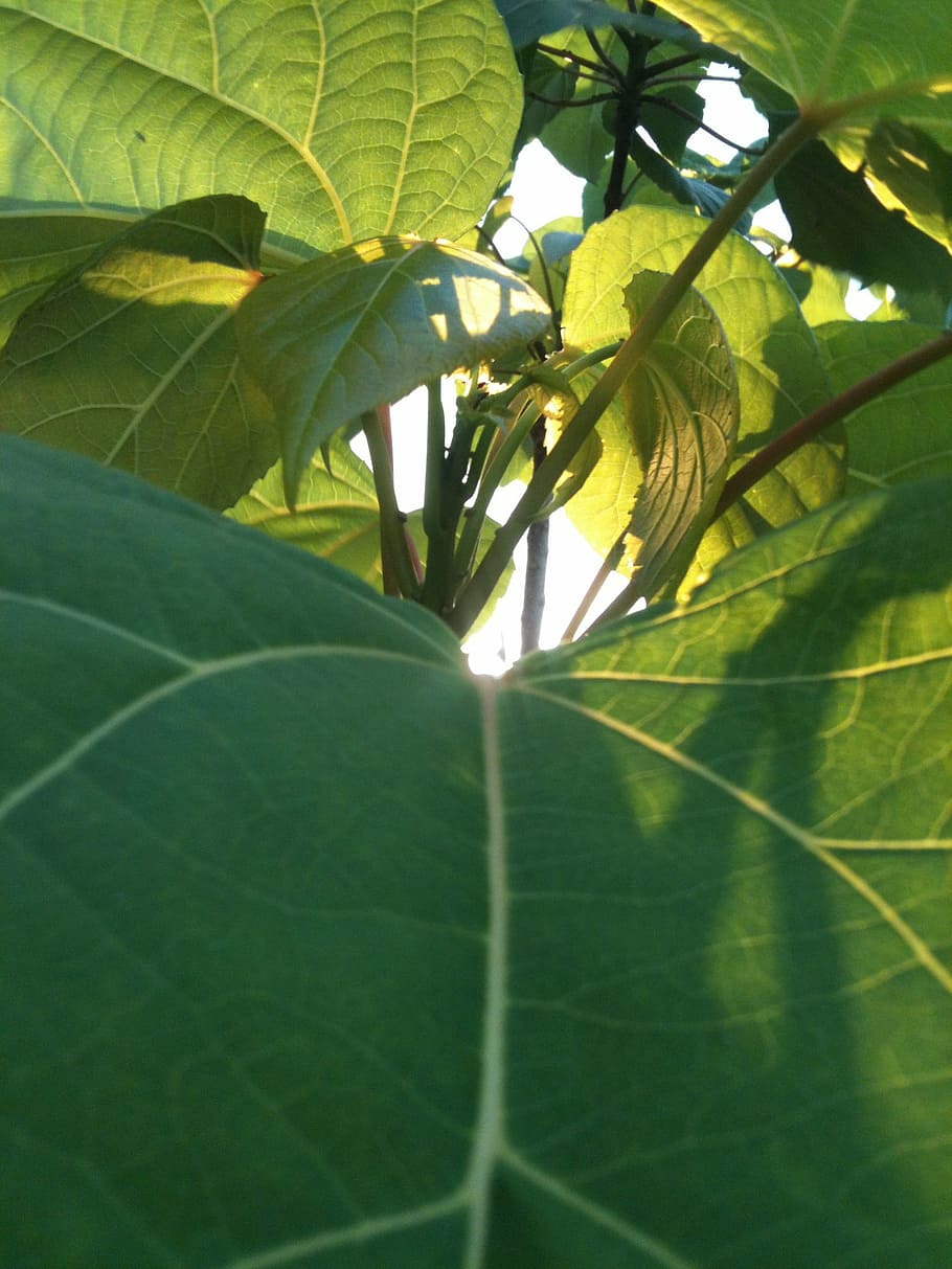 green, leaf, sun, tree, nature, natural, plant, summer, sunlight HD wallpaper