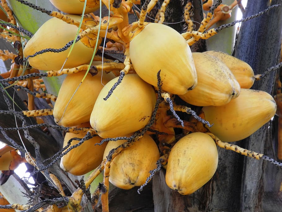 bread fruit, exotic, yellow, tree, food and drink, healthy eating HD wallpaper