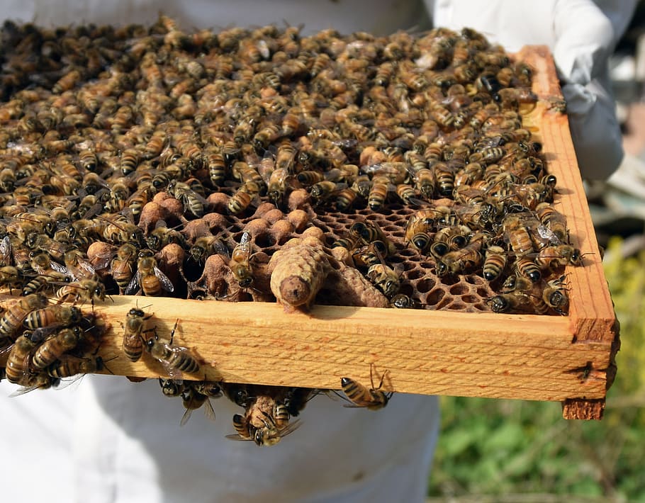 Queen Cell, Capped, Honeybee, large group of animals, beehive