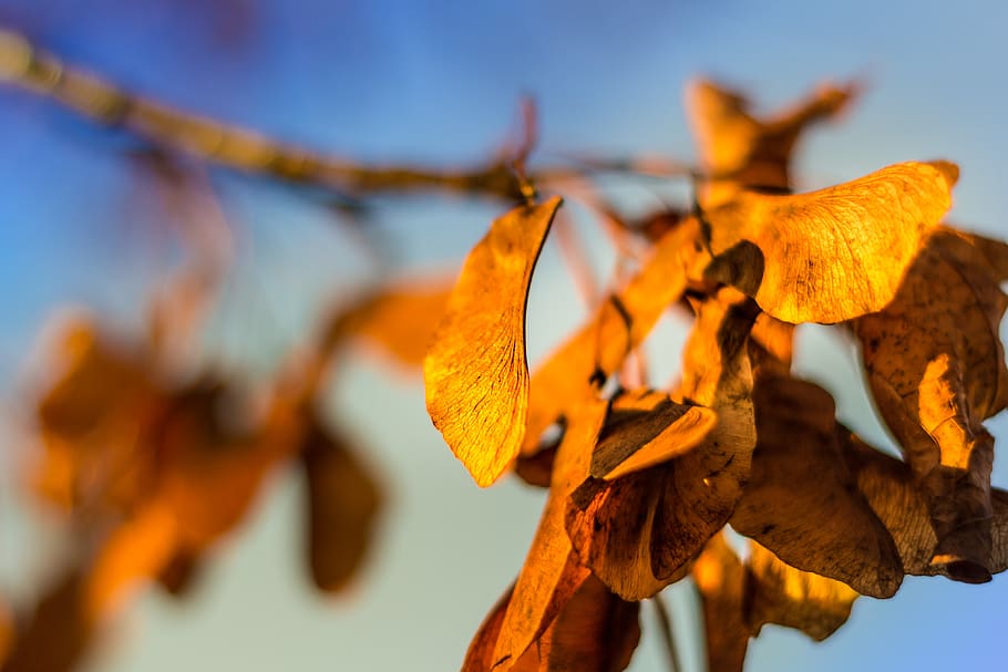 trees, leaves, autumn, fall, plant, close-up, leaf, plant part HD wallpaper