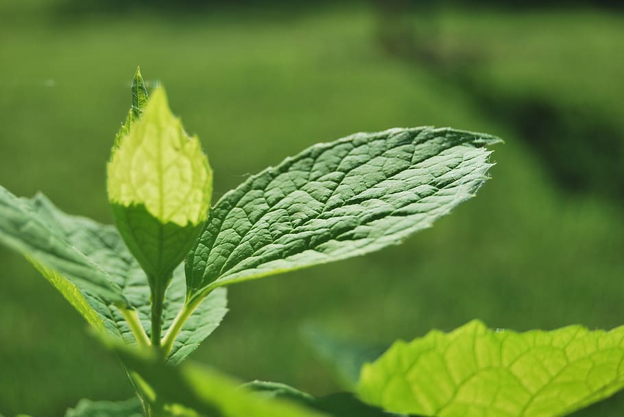 leaf, green, nature, spring, plant part, green color, close-up HD wallpaper