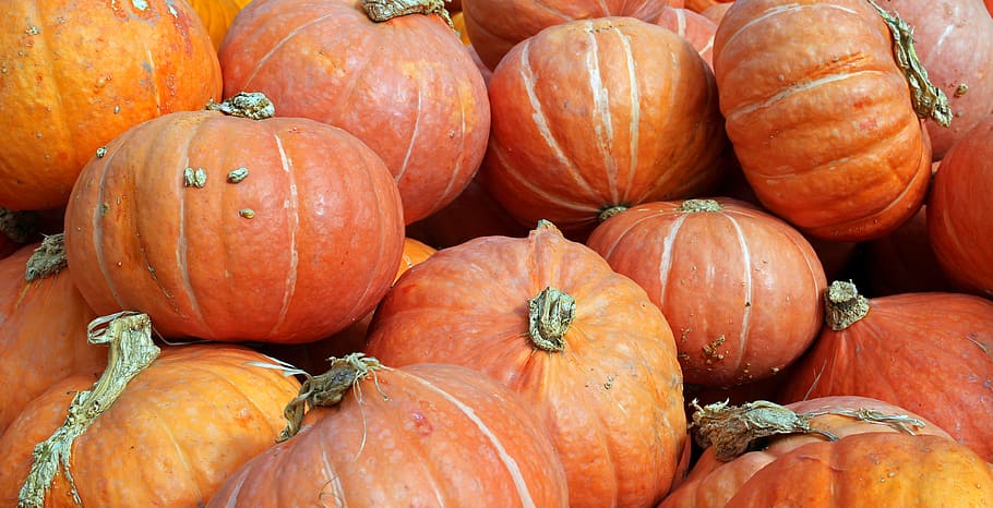 Pumpkins, Harvest, autumn, october, vegetables, orange, colorful, HD wallpaper