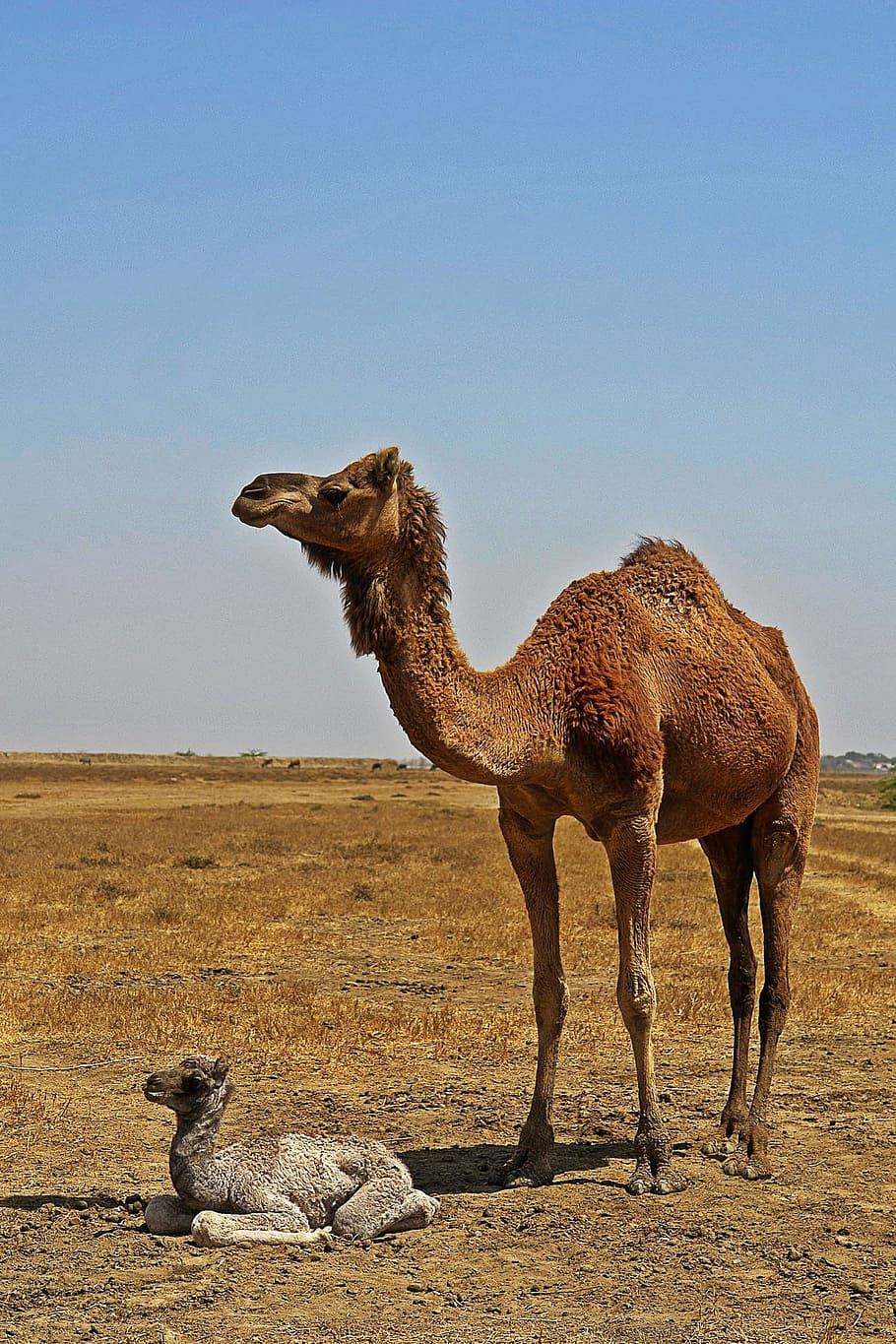 HD wallpaper: brown camel standing beside baby camel, animals, desert, desert  animals | Wallpaper Flare