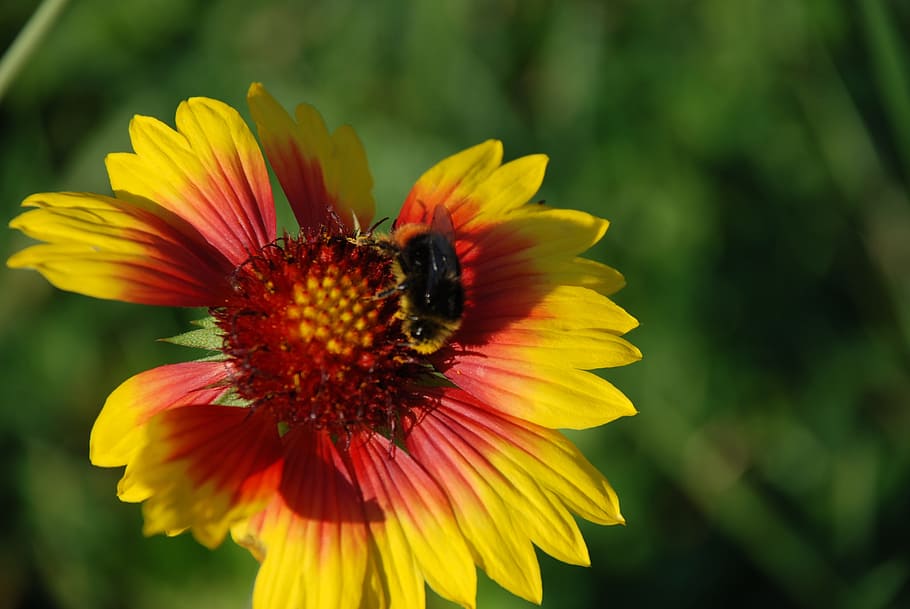 Bumblebee, Flower, Leaf, Nature, Bloom, beautiful, macro, flowers HD wallpaper