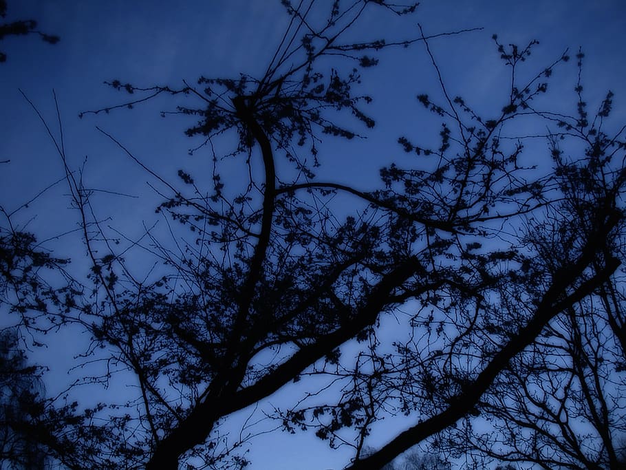 tree, at night, silhouette, sky, plant, low angle view, branch HD wallpaper