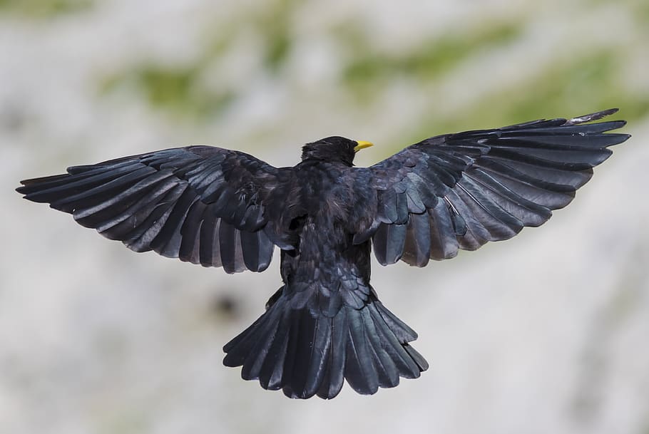 chough, mountain jackdaw, feather, bird, animal, animal themes, HD wallpaper