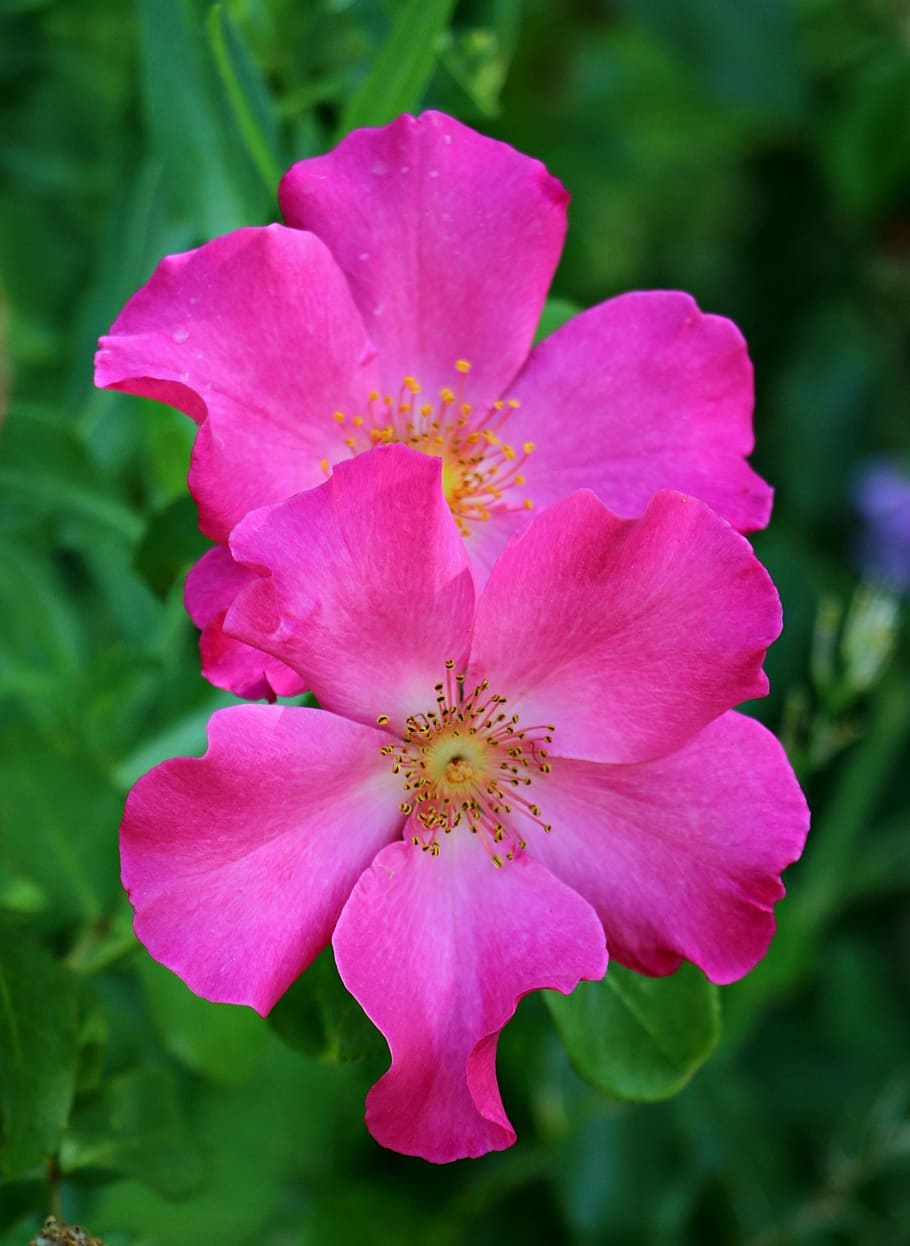 rose, garden, flower, spring, floral, blossom, petal, pink HD wallpaper